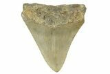 Juvenile Megalodon Tooth - North Carolina #377042-1